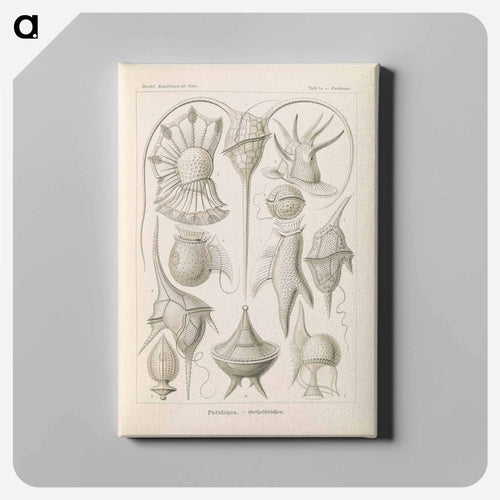 Marine life illustration - エルンスト ヘッケル Canvas.