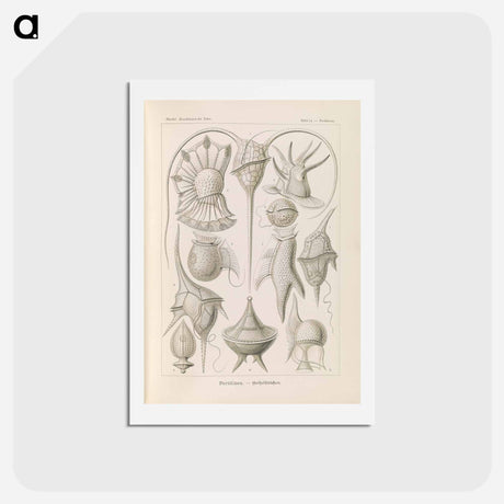 アートポストカード-Marine life illustration - エルンスト ヘッケル Postcard.