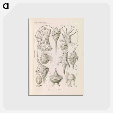 アートポストカード-Marine life illustration - エルンスト ヘッケル Postcard.