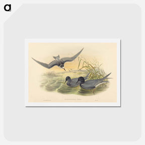 アートポストカード-Hydrochelidon Nigra
 - ジョン グールド Postcard.