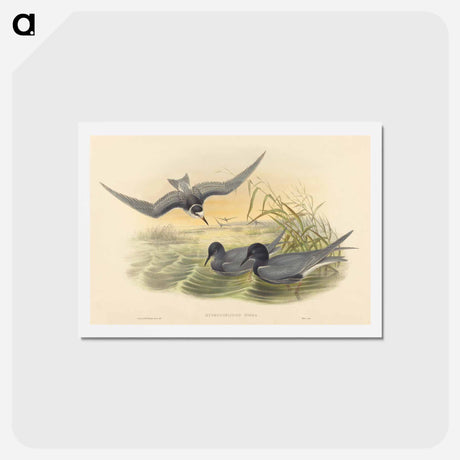 アートポストカード-Hydrochelidon Nigra
 - ジョン グールド Postcard.