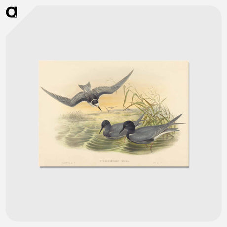 アートポストカード-Hydrochelidon Nigra
 - ジョン グールド Postcard.