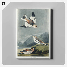 アートパネル-Snow Bunting
 - ジョン ジェームス オーデュボン Canvas.