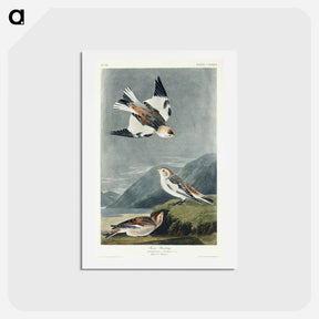 アートポストカード-Snow Bunting
 - ジョン ジェームス オーデュボン Postcard.