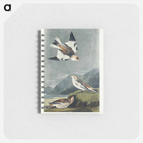 アートメモ帳-Snow Bunting
 - ジョン ジェームス オーデュボン Memo.