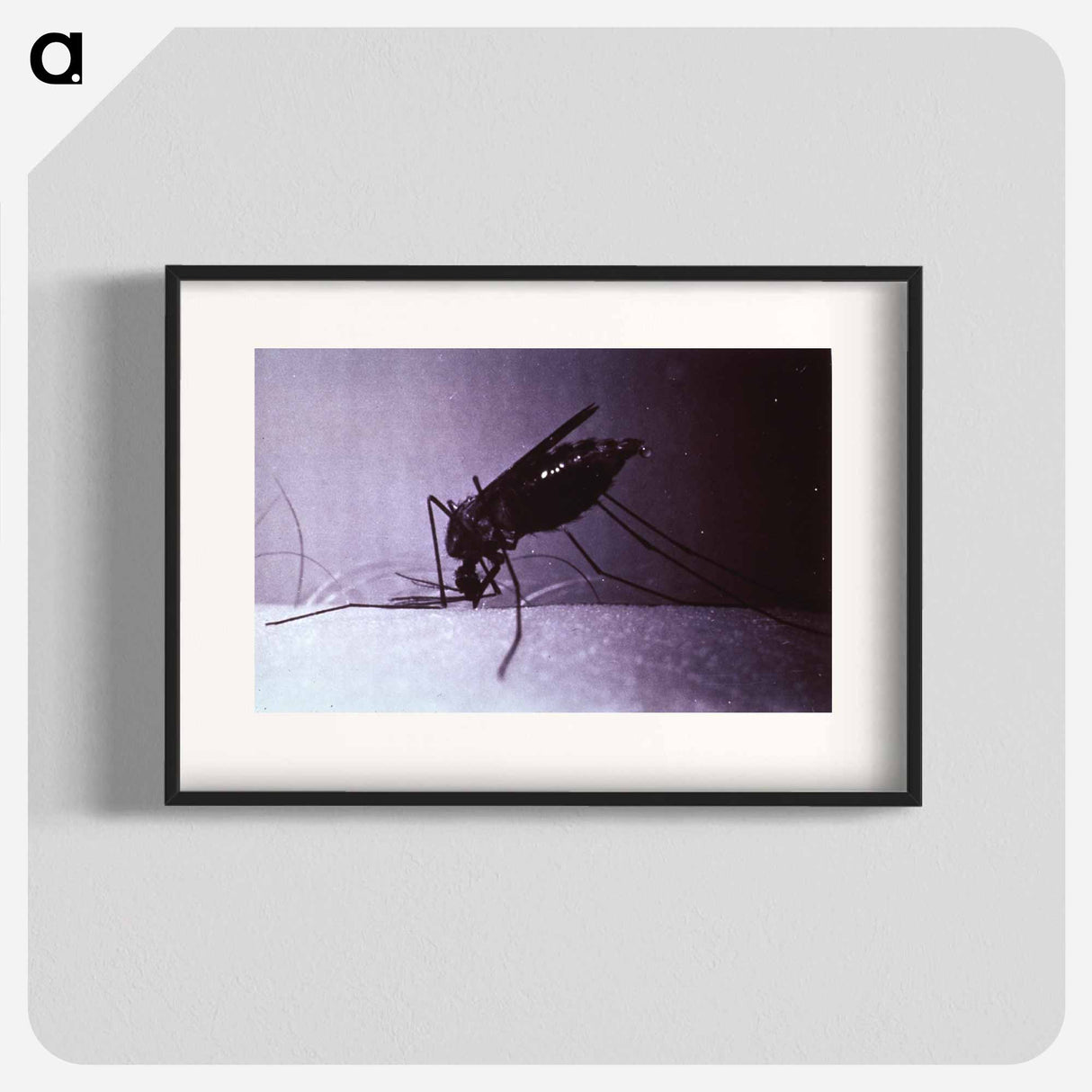 アートポスター-Anopheles quadrimaculatus, Engorged
 - 国立医学図書館 Poster.