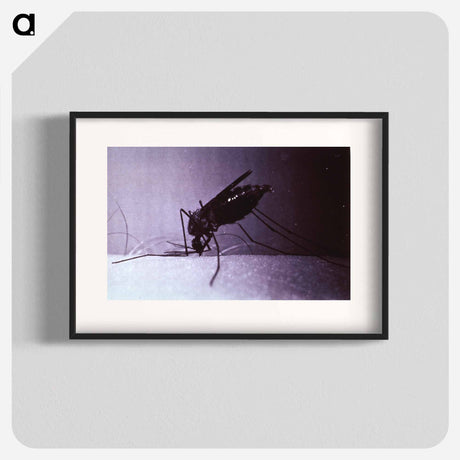 アートポスター-Anopheles quadrimaculatus, Engorged
 - 国立医学図書館 Poster.