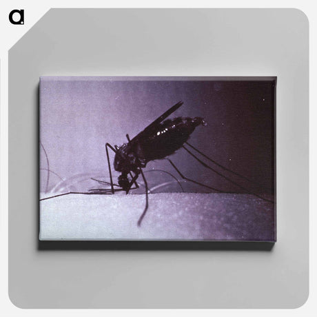 アートパネル-Anopheles quadrimaculatus, Engorged
 - 国立医学図書館 Canvas.