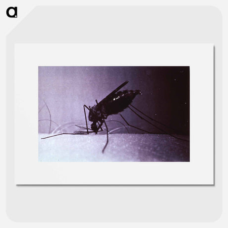 アートポスター-Anopheles quadrimaculatus, Engorged
 - 国立医学図書館 Poster.