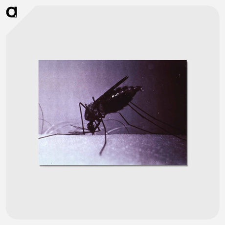 アートポストカード-Anopheles quadrimaculatus, Engorged
 - 国立医学図書館 Postcard.