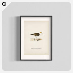 アートポスター-Kentish Plover
 - スヴェンスカ フォグラル Poster.