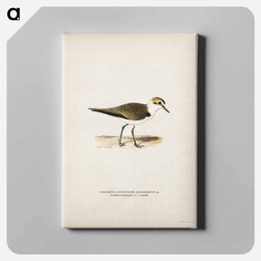 アートパネル-Kentish Plover
 - スヴェンスカ フォグラル Canvas.
