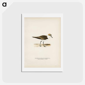 アートポストカード-Kentish Plover
 - スヴェンスカ フォグラル Postcard.