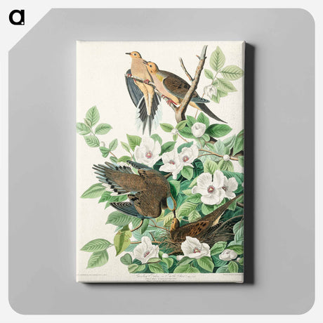 アートパネル-Carolina Pigeon from Birds of America
 - アメリカの鳥たち Canvas.