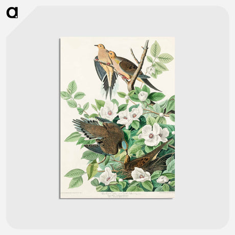 アートポストカード-Carolina Pigeon from Birds of America
 - アメリカの鳥たち Postcard.
