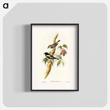 Pied Robin
 - オーストラリアの鳥 Poster.