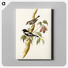 アートパネル-Pied Robin
 - オーストラリアの鳥 Canvas.