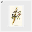 アートポストカード-Pied Robin
 - オーストラリアの鳥 Postcard.