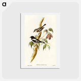 アートポストカード-Pied Robin
 - オーストラリアの鳥 Postcard.