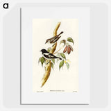 アートポスター-Pied Robin
 - オーストラリアの鳥 Poster.