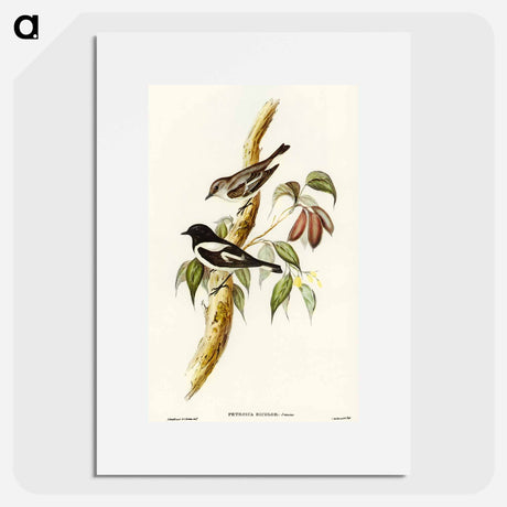 アートポスター-Pied Robin
 - オーストラリアの鳥 Poster.