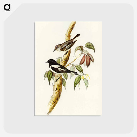 アートポストカード-Pied Robin
 - オーストラリアの鳥 Postcard.