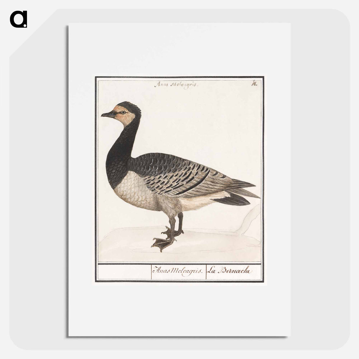 Barn Goose - アンセルムス ボエティウス デ ブート Poster.