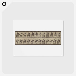 アートポストカード-Animal Locomotion
 - エドワード マイブリッジ Postcard.