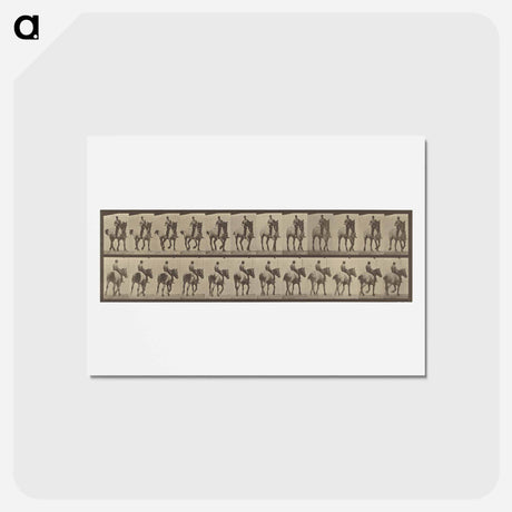 アートポストカード-Animal Locomotion
 - エドワード マイブリッジ Postcard.