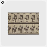 アートポストカード-Animal Locomotion
 - エドワード マイブリッジ Postcard.