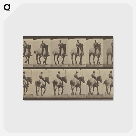 アートポストカード-Animal Locomotion
 - エドワード マイブリッジ Postcard.