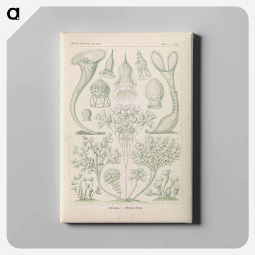 Marine life illustration - エルンスト ヘッケル Canvas.