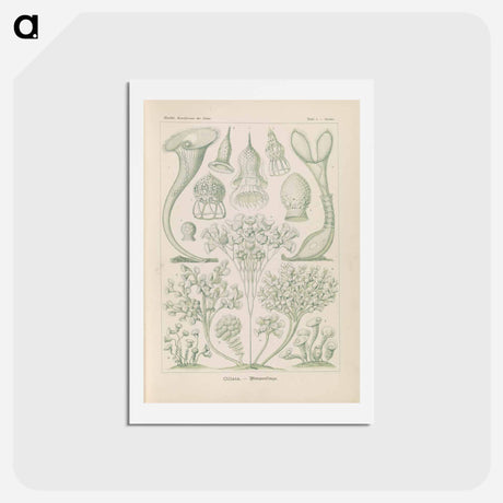 アートポストカード-Marine life illustration - エルンスト ヘッケル Postcard.