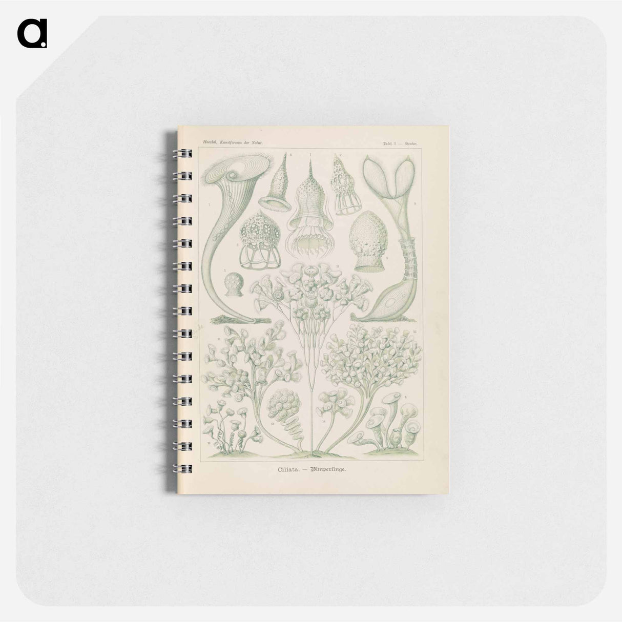 アートメモ帳-Marine life illustration - エルンスト ヘッケル Memo.