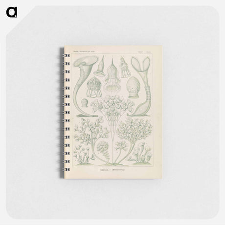 アートメモ帳-Marine life illustration - エルンスト ヘッケル Memo.