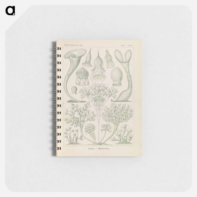 アートメモ帳-Marine life illustration - エルンスト ヘッケル Memo.