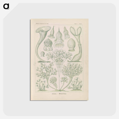 アートポストカード-Marine life illustration - エルンスト ヘッケル Postcard.