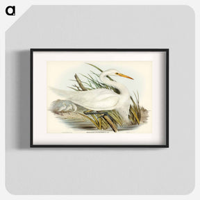 アートポスター-Plumed Egret
 - ジョン グールド Poster.