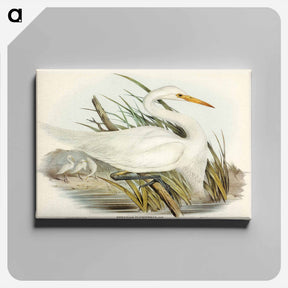 アートパネル-Plumed Egret
 - ジョン グールド Canvas.