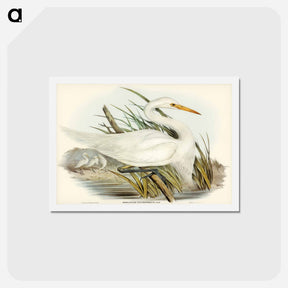 アートポストカード-Plumed Egret
 - ジョン グールド Postcard.