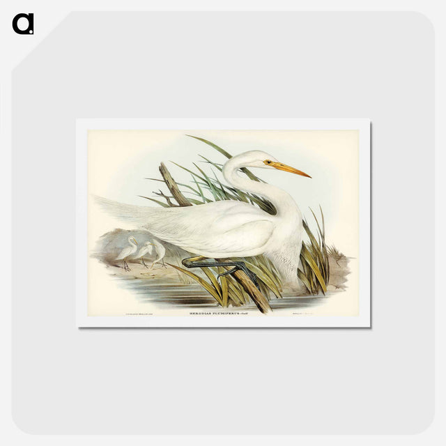 アートポストカード-Plumed Egret
 - ジョン グールド Postcard.