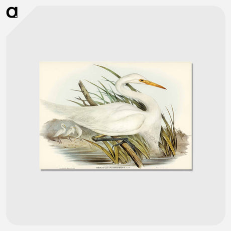 アートポストカード-Plumed Egret
 - ジョン グールド Postcard.