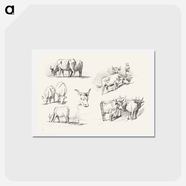 アートポストカード-Studies of Cattle - ジョン シンガー サージェント Postcard.