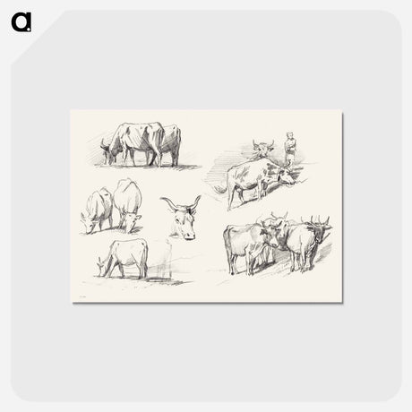アートポストカード-Studies of Cattle - ジョン シンガー サージェント Postcard.
