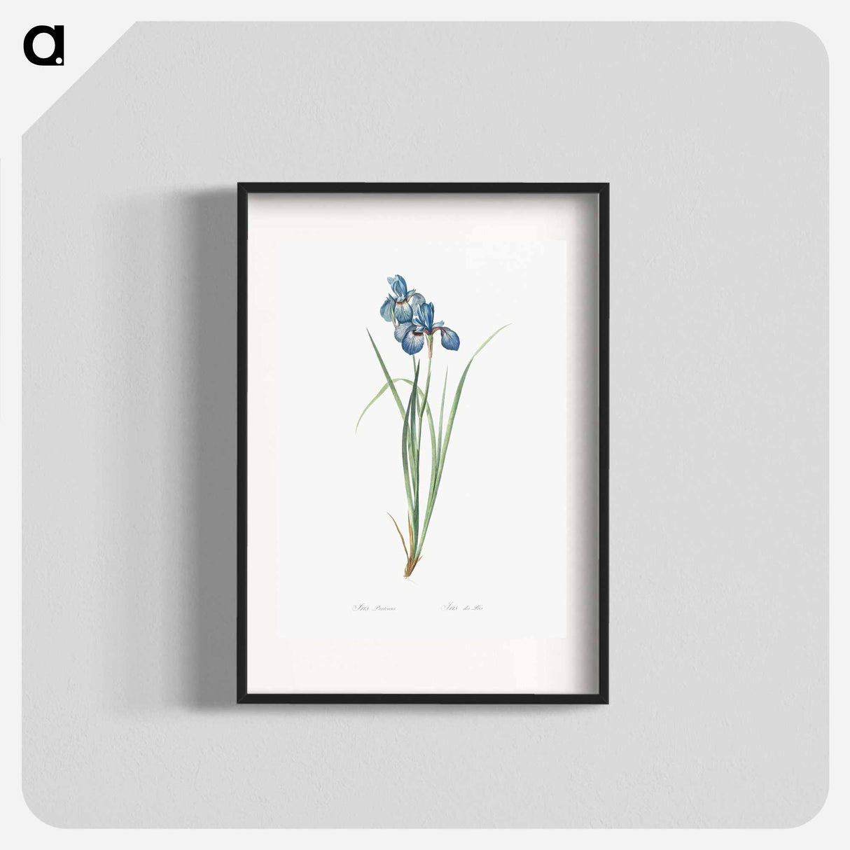 Iris pratensis illustration - Pierre Joseph Redouté Poster.