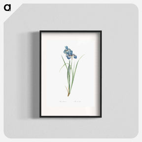 アートポスター-Iris pratensis illustration - ピエール ジョゼフ ルドゥーテ Poster.