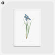 アートポストカード-Iris pratensis illustration - ピエール ジョゼフ ルドゥーテ Postcard.