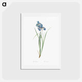 アートポストカード-Iris pratensis illustration - ピエール ジョゼフ ルドゥーテ Postcard.
