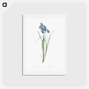 アートポストカード-Iris pratensis illustration - ピエール ジョゼフ ルドゥーテ Postcard.