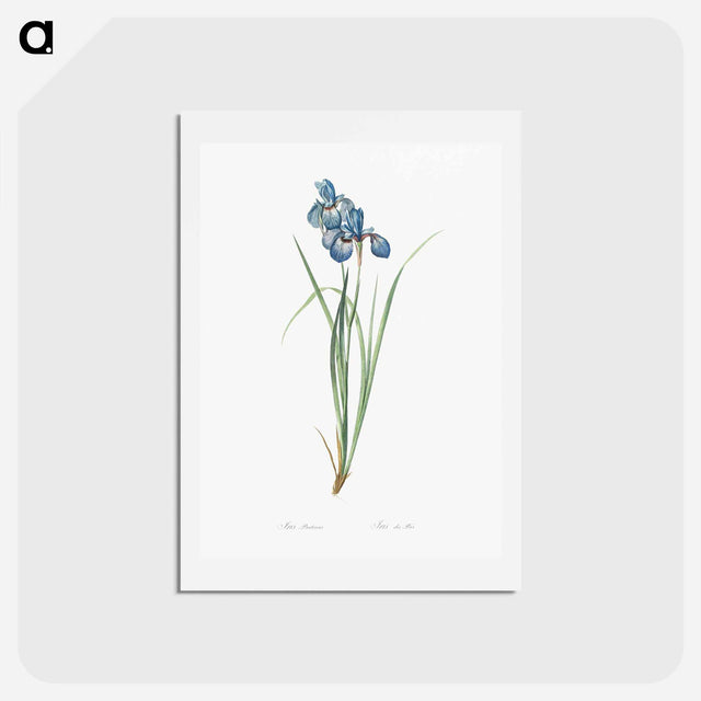 アートポストカード-Iris pratensis illustration - ピエール ジョゼフ ルドゥーテ Postcard.